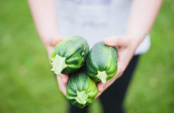 Drei frische Zucchini werden von einer Person in den Händen gehalten, vor einem unscharfen grünen Hintergrund.