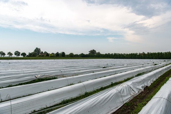 Ein weitläufiges Feld mit weißen Folienabdeckungen, die Pflanzen schützen, unter einem bewölkten Himmel.