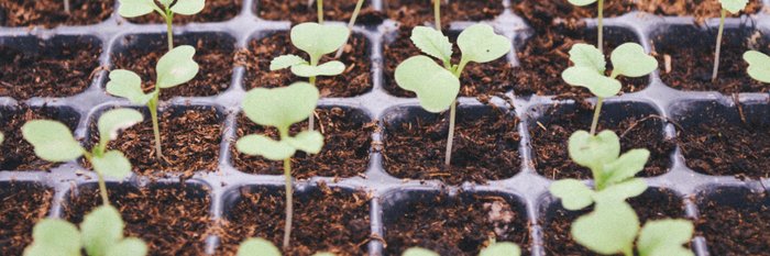 Junge Pflanzen sprießen aus der Erde in einem Anzuchtbehälter, die grünen Blätter sind frisch und gesund.